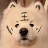 纸盒甩锅丸