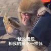 吗喽的命也是_667