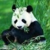 👮‍♀️的头像-iPA资源站