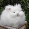 疯狂兔子