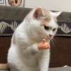 用户68912779的头像-iPA资源站