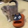 花谢ヽ无人怜