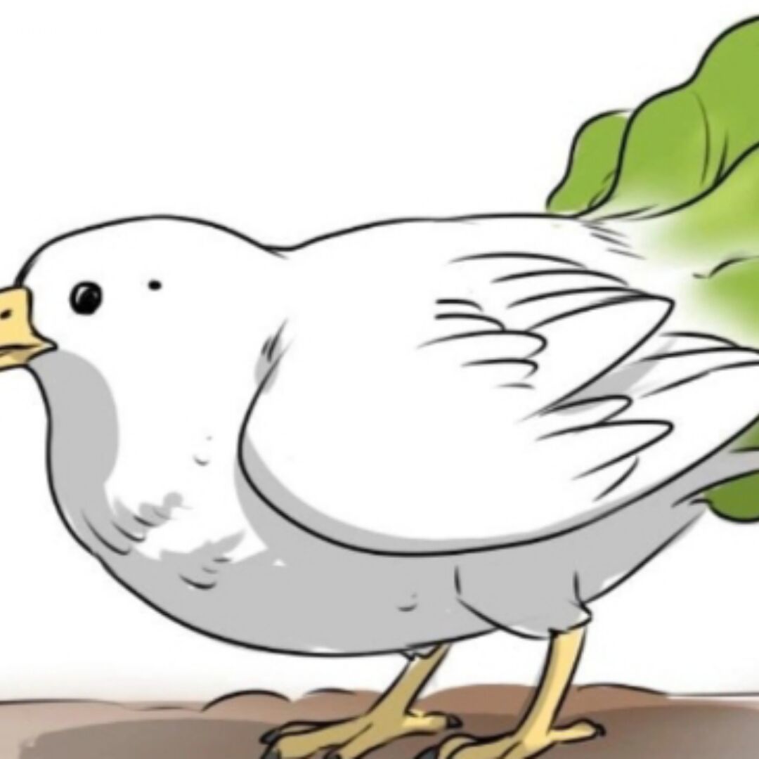 大白菜鸡