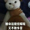 不偷不抢安度因