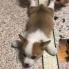 nini927452的头像-魔酷网