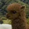 AlpacaZXC୧⍤⃝🇨🇳🦙的头像-七玩网