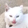 猫(●—●)