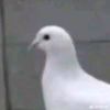 Mr_Creeper