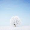 snowdr_933
