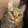 猫猫能有什么坏心思