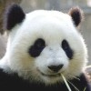 用户89234261的头像-七玩网
