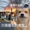 qq与qq的头像-魔酷网