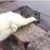 初级社畜