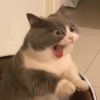 鱼巷猫未随_133