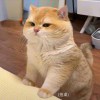 用户16033000的头像-博士钣金 - www.bsbanjin.com