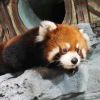 多巴胺_215