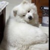 宇辰小猪