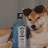 用户13579419的头像-iPA资源站