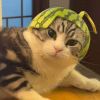 猫子_870