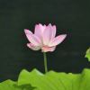 花果山
