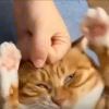 ˊヅ初*灬