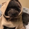 猫小小弟