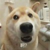 vvvvv
