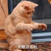 OICQ的头像 - 游戏网格GameGrid