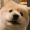 佩玖