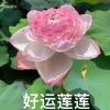 .春.暖.花.开