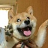 英雄与马