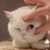 陈泽喵丶