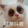 不要香菜要芫荽-资源汇