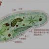 这何尝不是另一个草履虫