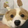 潇若
