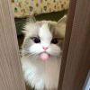 凉秋_163