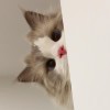 用户20104858的头像-1024程序员论坛