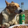 顽皮燕子