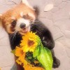 远方的诗♡