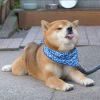 不若疏狂