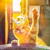 闪耀的猫猫！