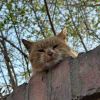 lon1235cat