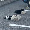 肆水青木
