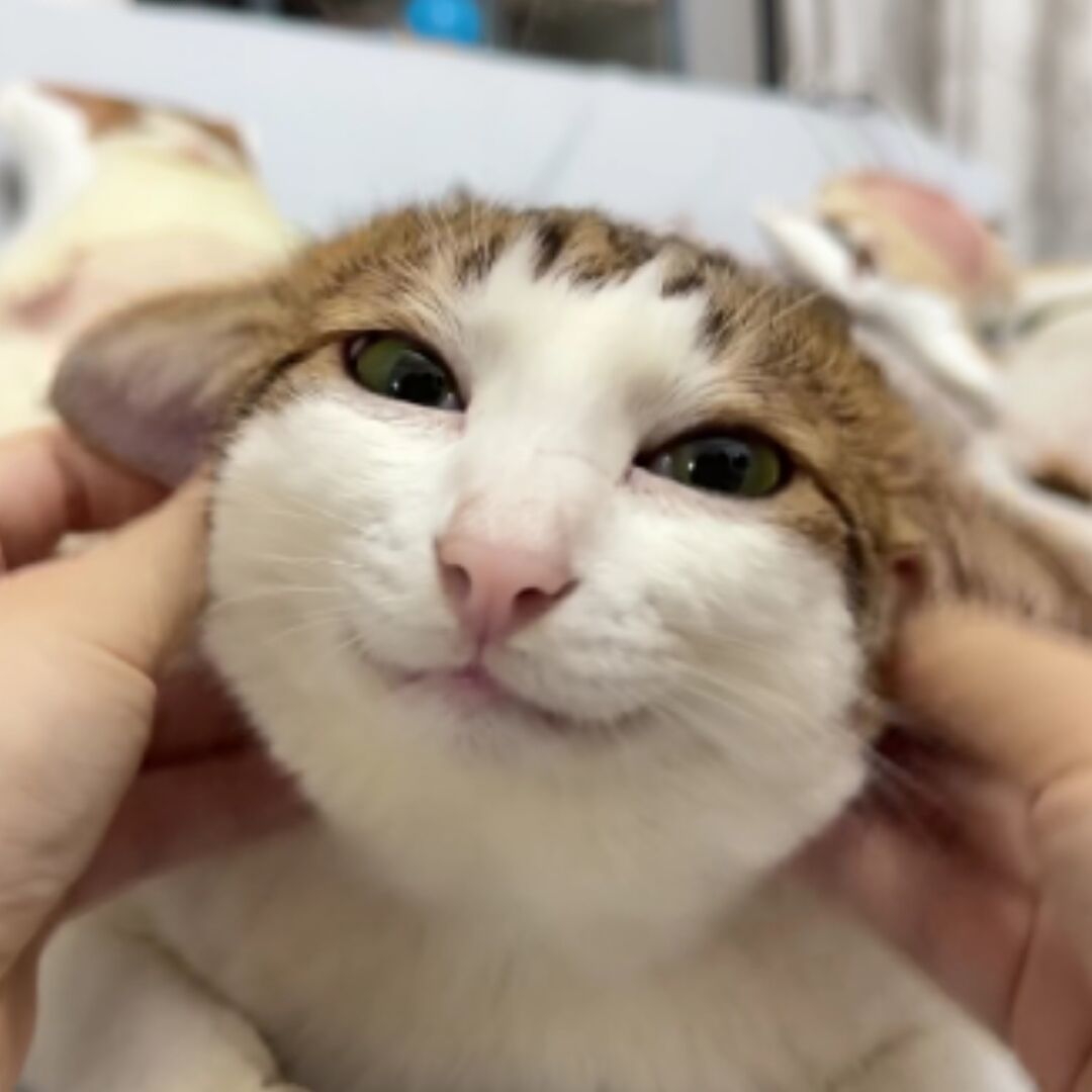 独白_386