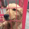 逗比