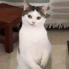 邪恶猫猫