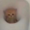 可食刺猬pwp