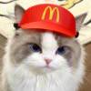 麦当猫的头像-iPA资源站