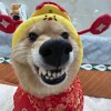 二狗