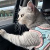 梦旅人_931